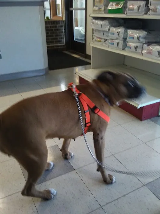 Burlington Pet Hospital Picture 5
