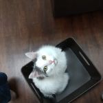 The Cat Vet of Hebron