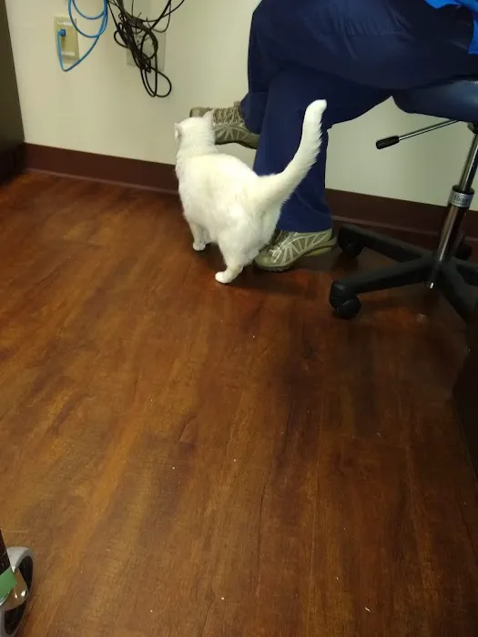 The Cat Vet of Hebron Picture 6