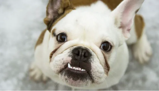 The Pet Wellness Group: Hebron Picture 1