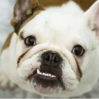 The Pet Wellness Group: Hebron ico