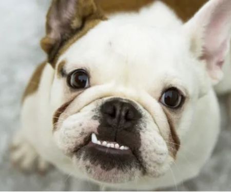 The Pet Wellness Group: Hebron