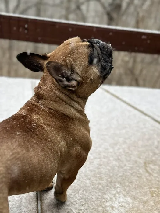 The Pet Wellness Group: Hebron Picture 10