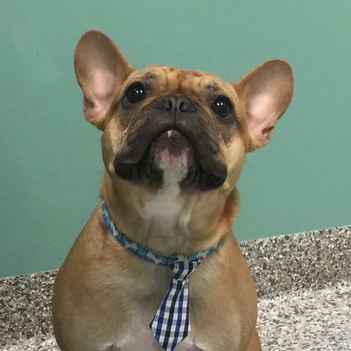 The Pet Wellness Group: Hebron Picture 7