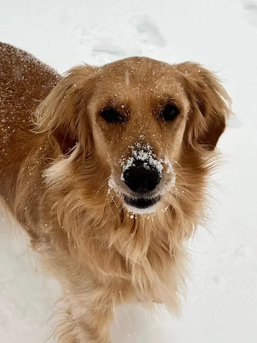 The Pet Wellness Group: Hebron Picture 6