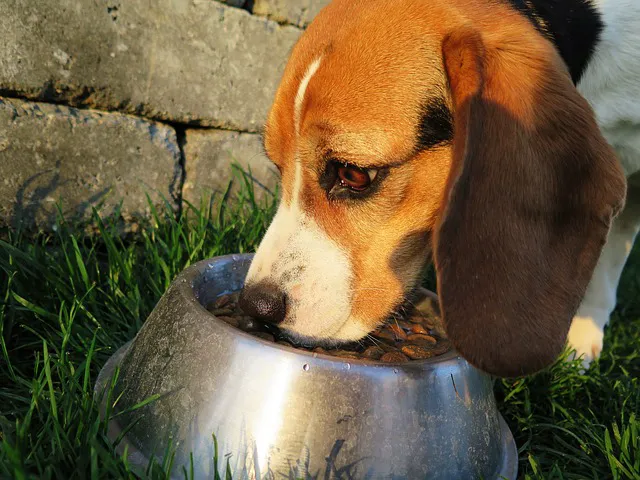 The Pet Wellness Group: Hebron Picture 8