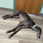 Hebron Animal Hospital