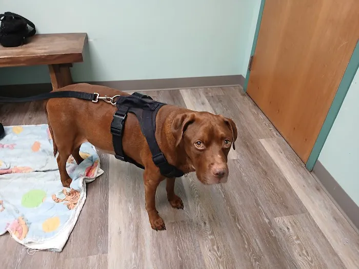 Hebron Animal Hospital Picture 3