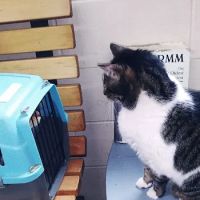 Brookville Veterinary Clinic ico