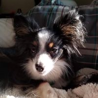 Connersville Veterinary Clinic ico
