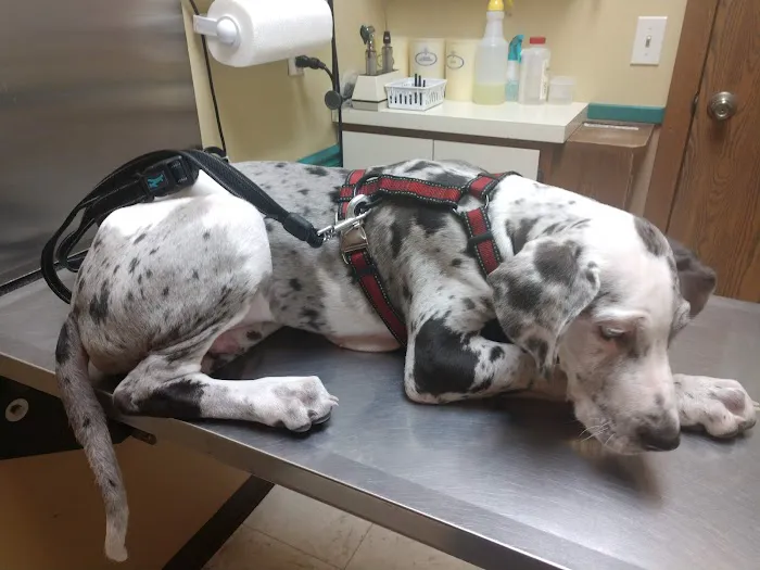 Miamitown Pet Hospital Picture 2
