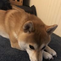 Miamitown Pet Hospital ico