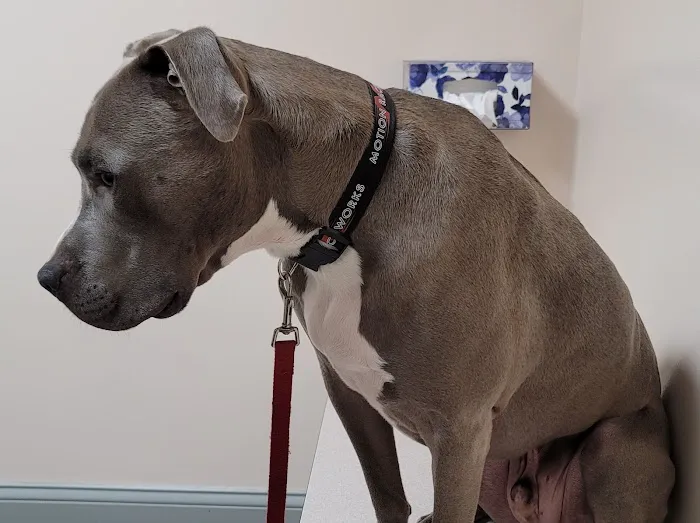Harrison Animal Hospital Picture 5