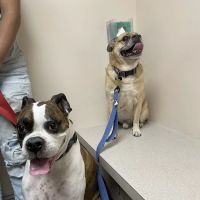 Harrison Animal Hospital ico