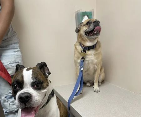 Harrison Animal Hospital
