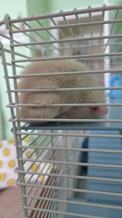 Harrison Pet Center Picture 5