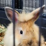 Harrison Pet Center