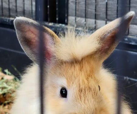 Harrison Pet Center
