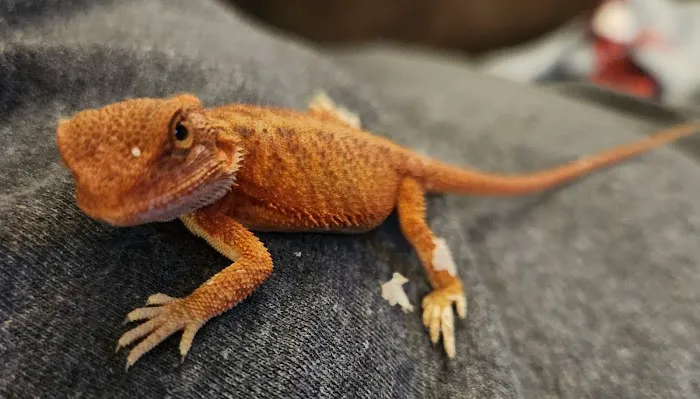 Harrison Pet Center Picture 8