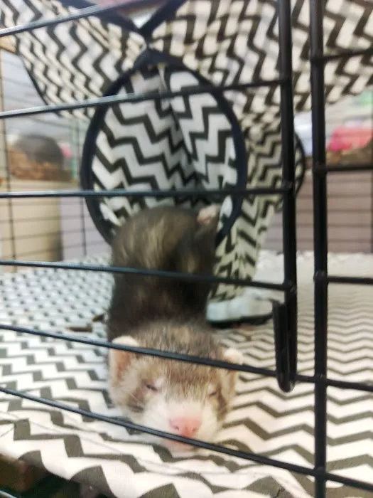 Harrison Pet Center Picture 4