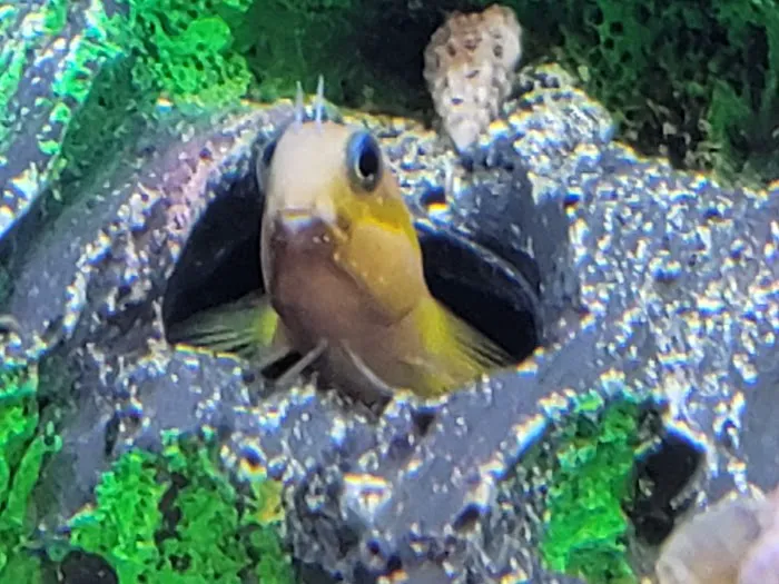 Bourbon Country Corals, LLC Picture 3