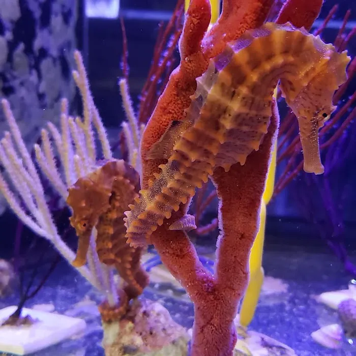 Bourbon Country Corals, LLC Picture 9