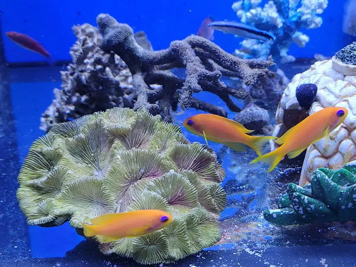 Bourbon Country Corals, LLC Picture 2