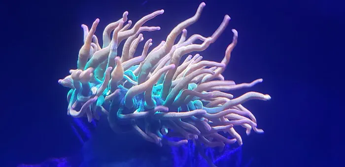 Bourbon Country Corals, LLC Picture 6