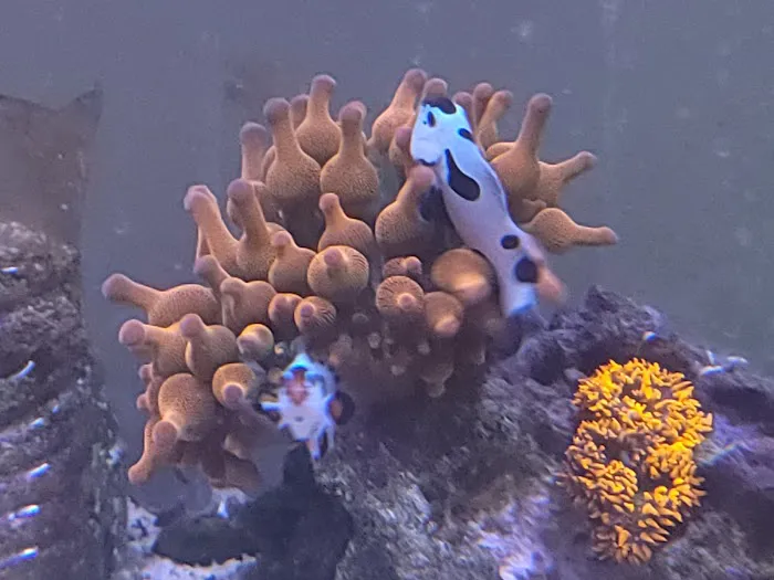 Bourbon Country Corals, LLC Picture 5