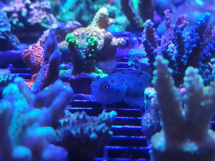 Bourbon Country Corals, LLC Picture 10
