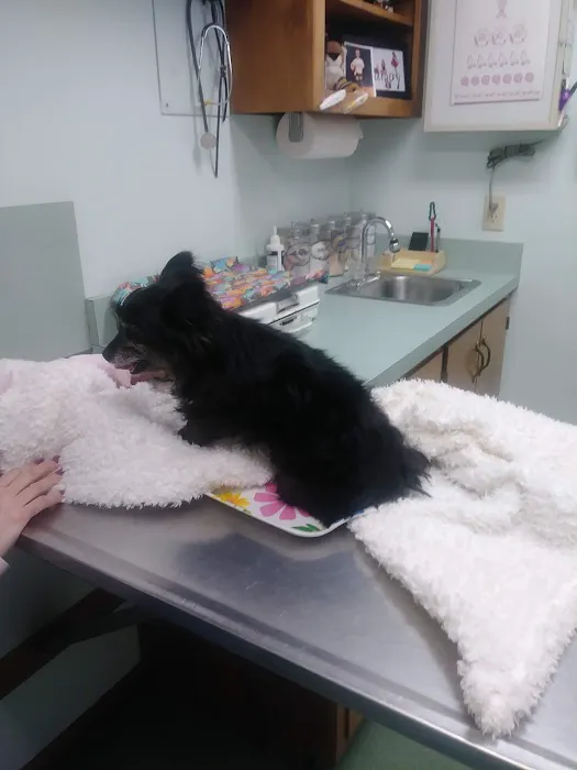 County Wide Animal Clinic Picture 6
