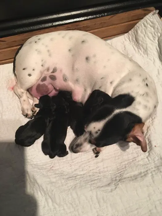 County Wide Animal Clinic Picture 10