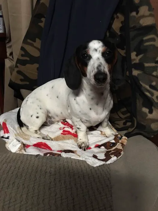 County Wide Animal Clinic Picture 1
