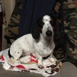 County Wide Animal Clinic