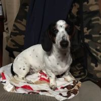 County Wide Animal Clinic ico