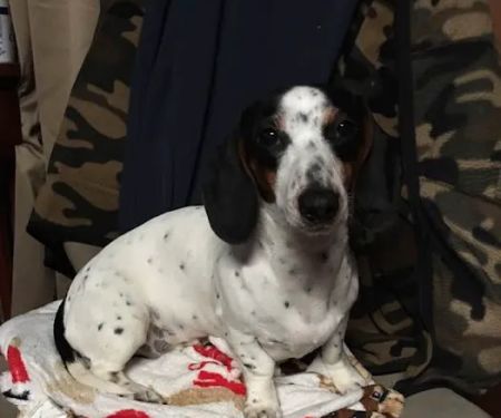County Wide Animal Clinic