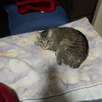 Perry County Animal Hospital