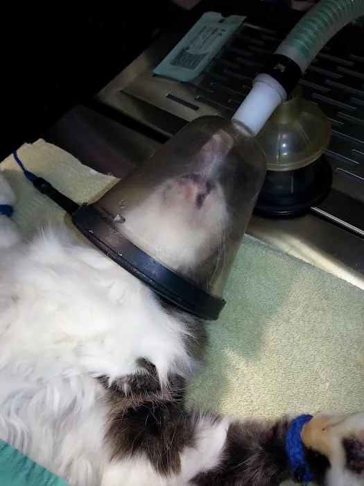 Greenwood Animal Hospital Picture 10