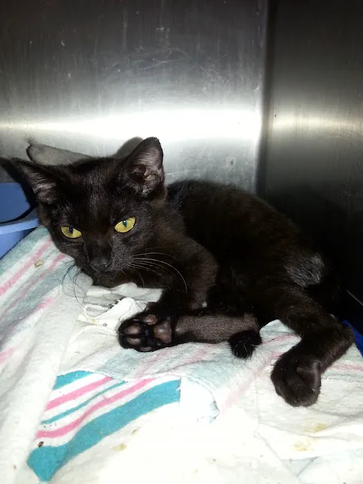 Greenwood Animal Hospital Picture 7
