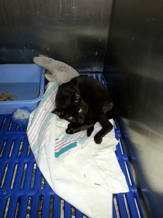 Greenwood Animal Hospital Picture 9