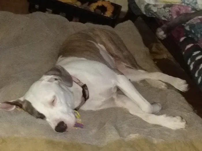 Greenwood Animal Hospital Picture 2