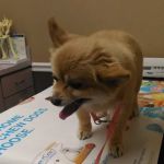 Leitchfield Veterinary Clinic