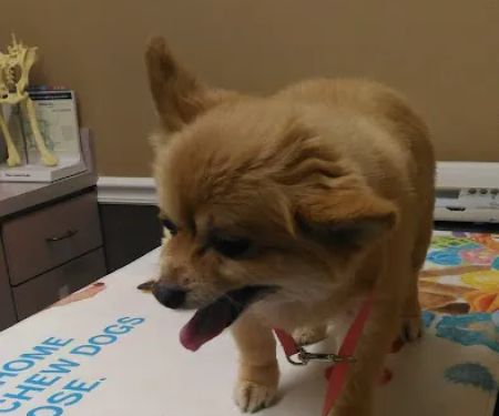 Leitchfield Veterinary Clinic