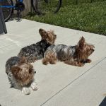 Larue County Animal Clinic - Clint Durham DVM