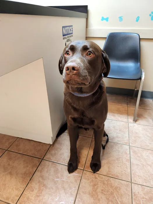 Animal Hospital of Bedford Picture 6