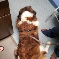 Animal Care Clinic ico