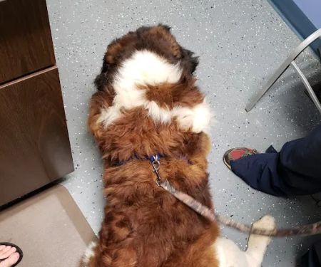 Animal Care Clinic