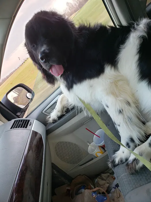 Bean Blossom Animal Clinic Picture 4