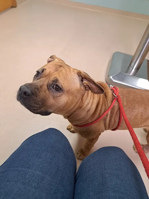 Bean Blossom Animal Clinic Picture 8