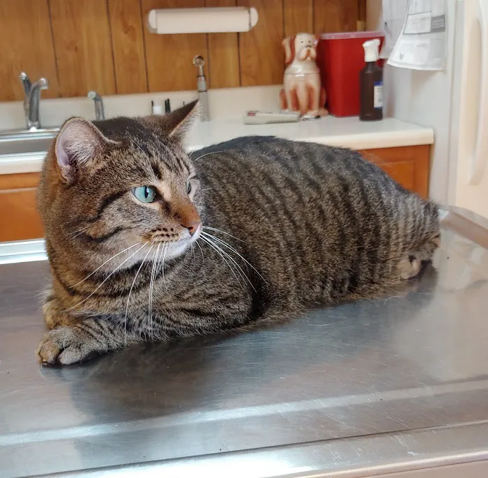 Bean Blossom Animal Clinic Picture 6